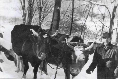 Henry Martin Freyer with his team of oxen, Dick and Dime